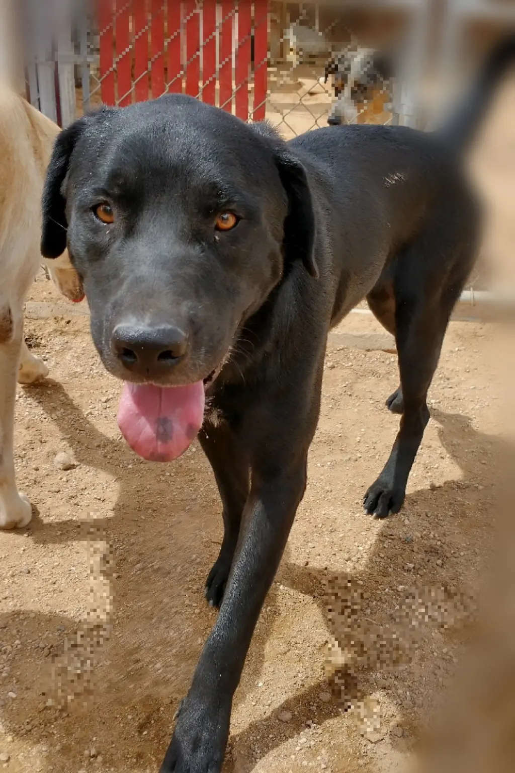 Blitzen- Stunning! **