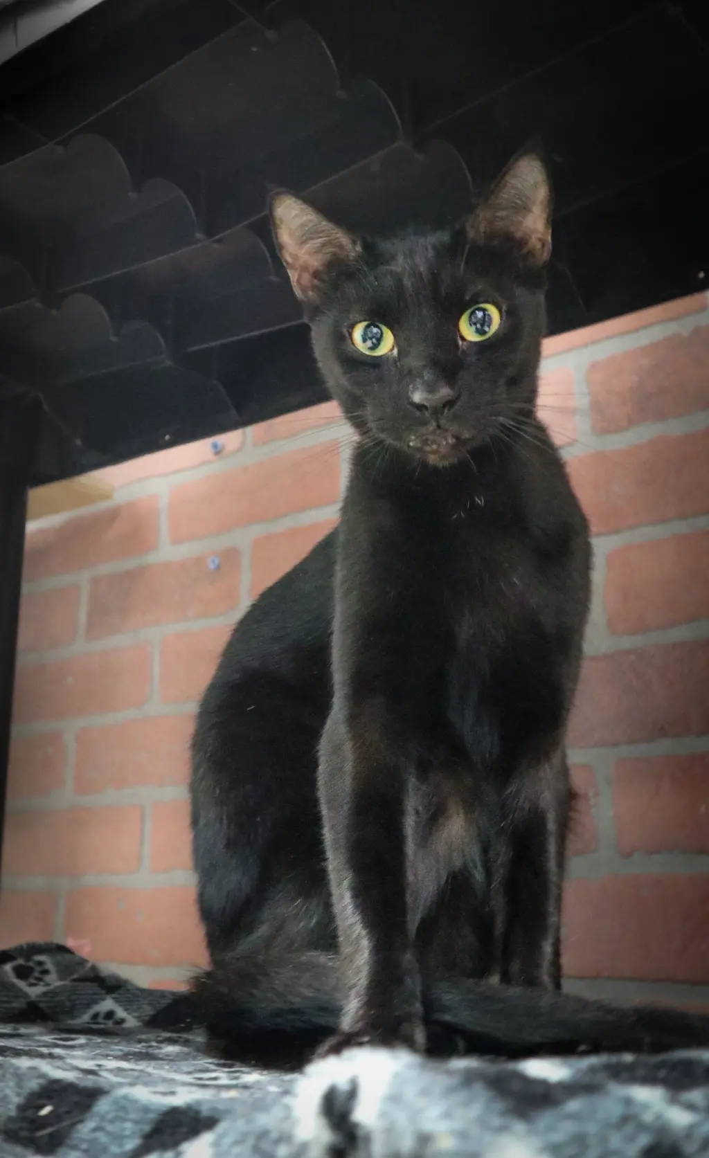 Pamela
