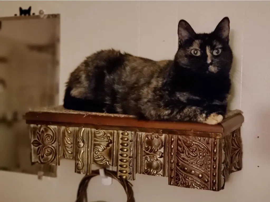 Adele ~BONDED WITH HALLE BERRY~ Shop Cats