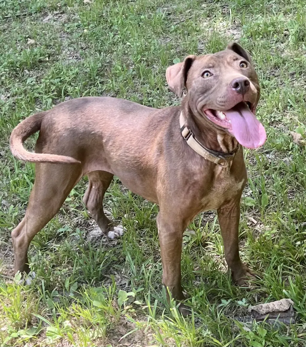 Cocoapup