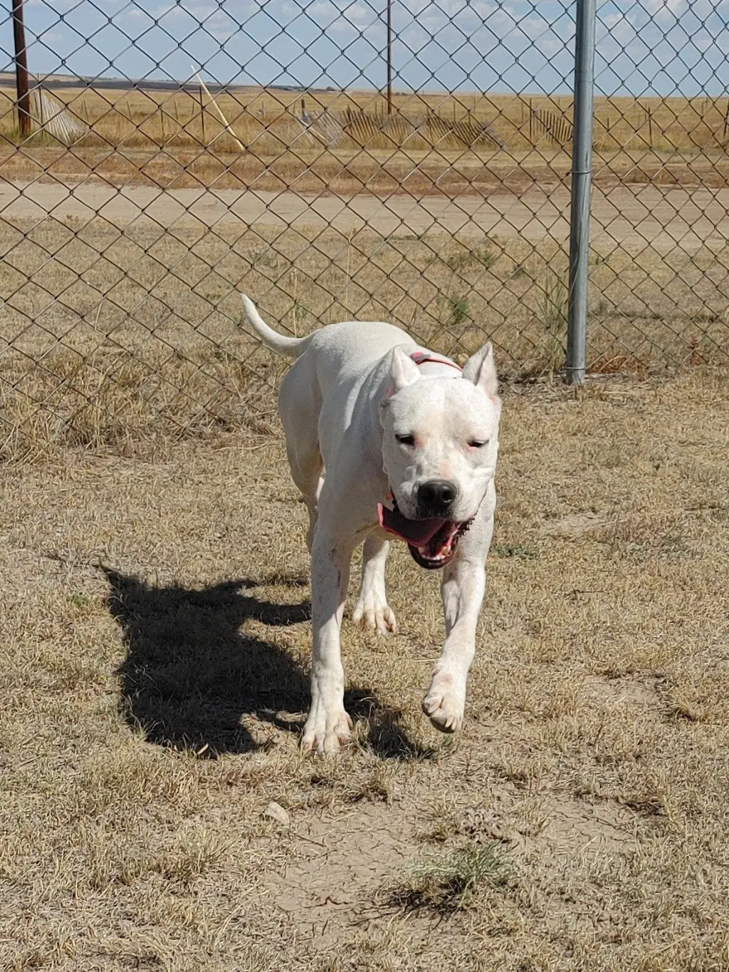 Shasta