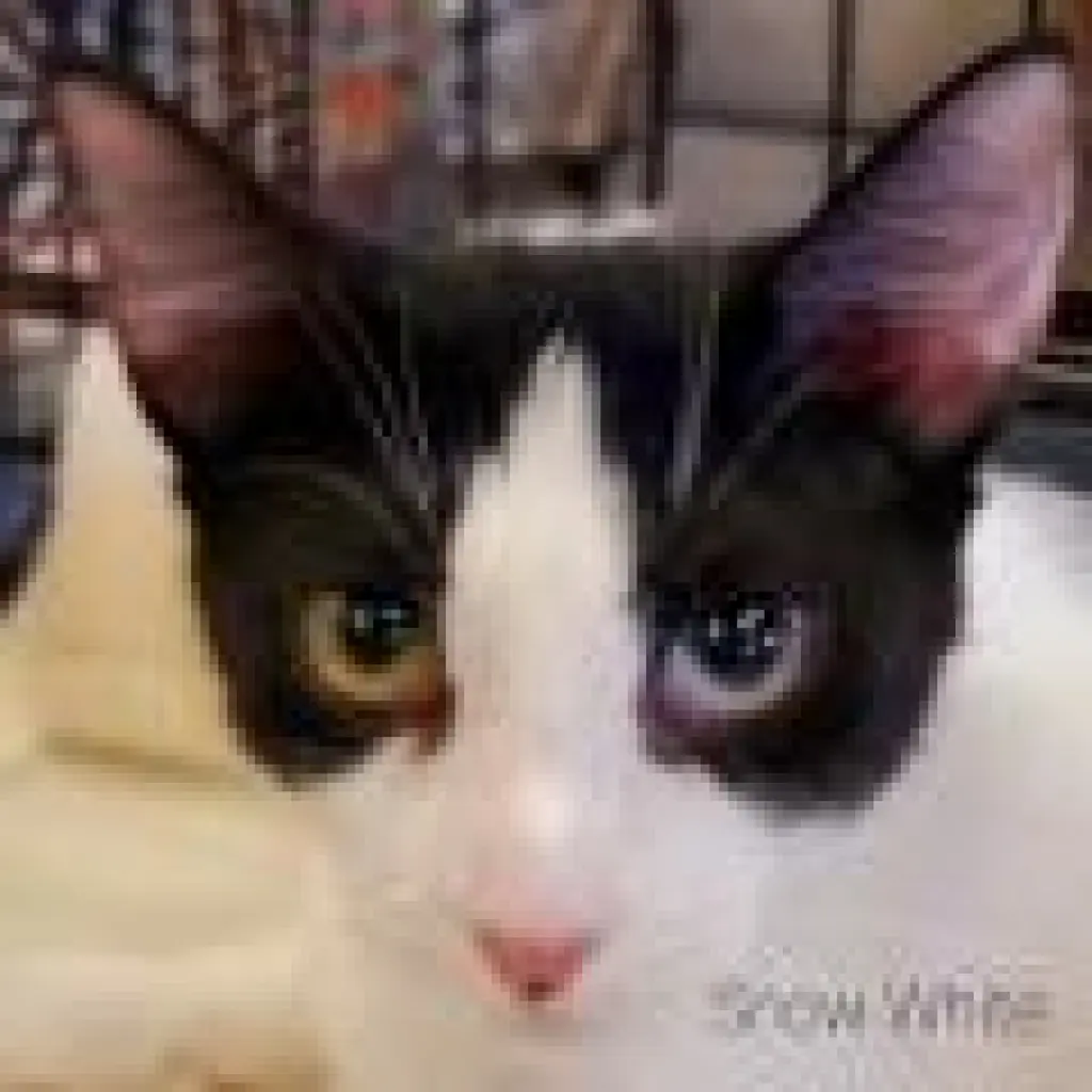 Snow White