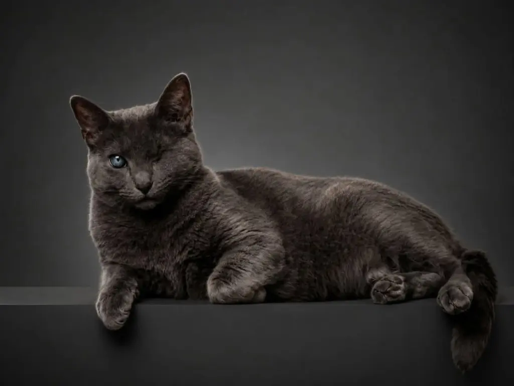 Silver (FELV+ Foster Kitty)