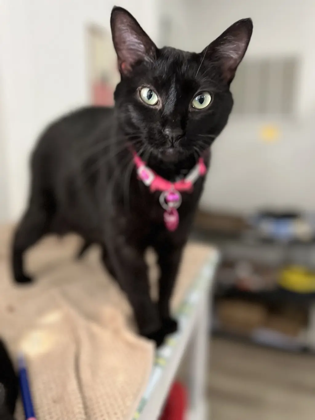 Dahlia