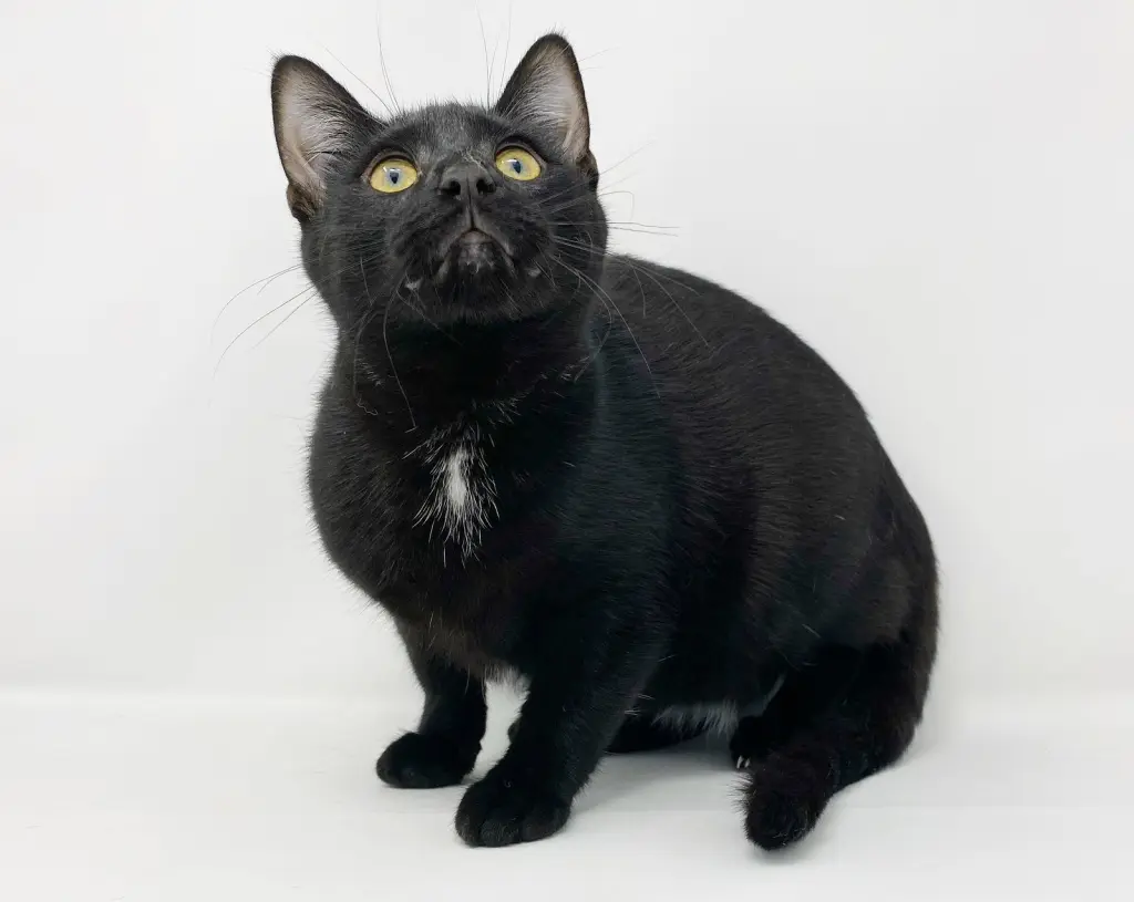 Ct Litter Felicity