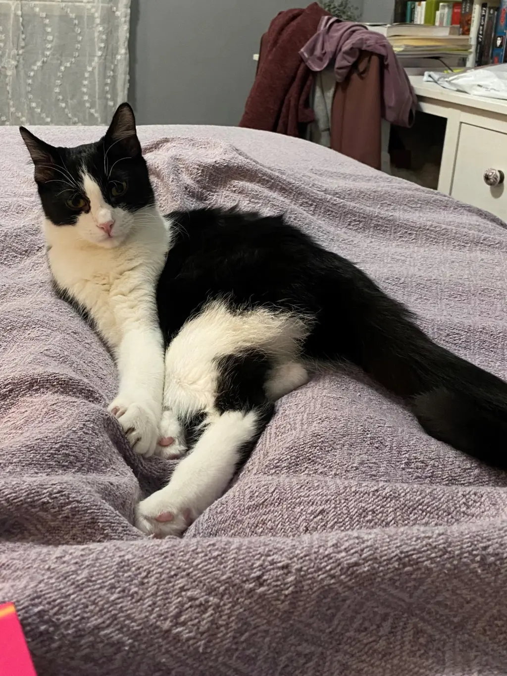 Catori