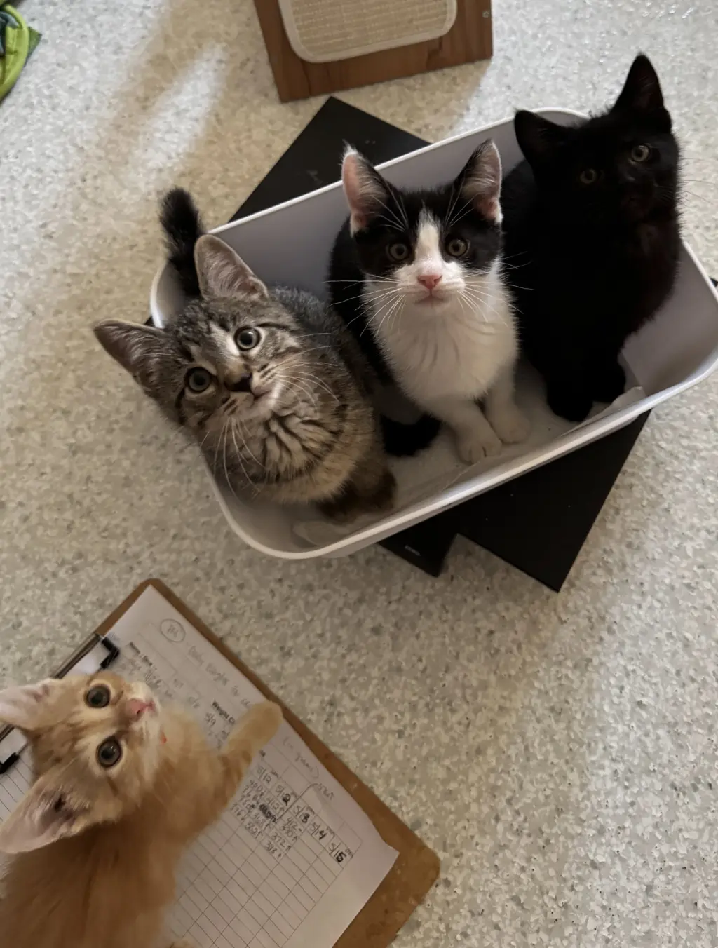 ***Kitten Special 2 for $200