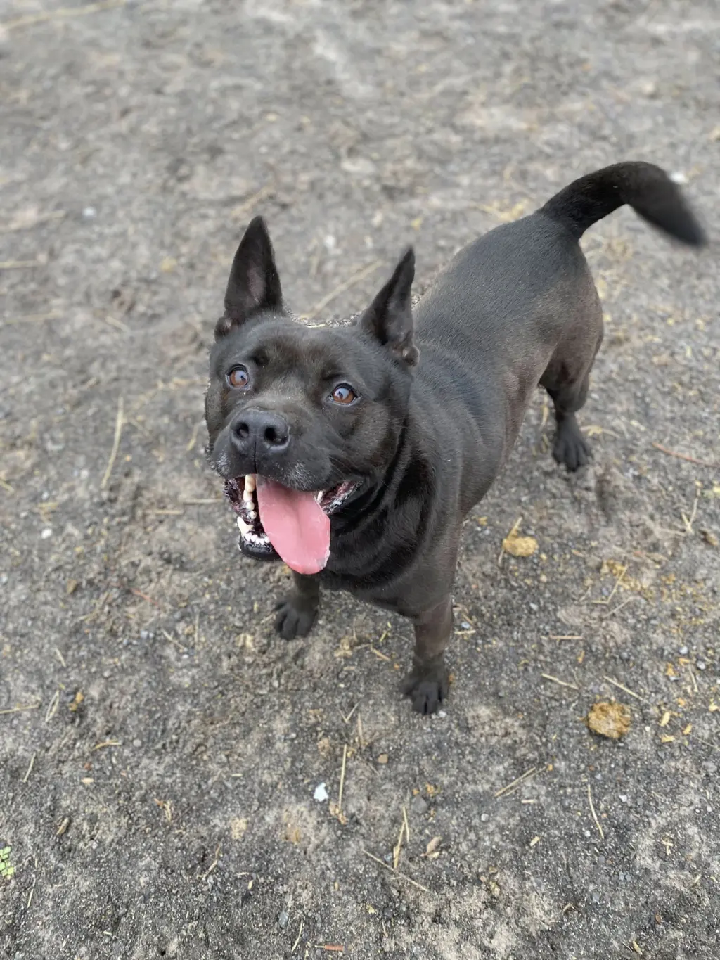 Tyson