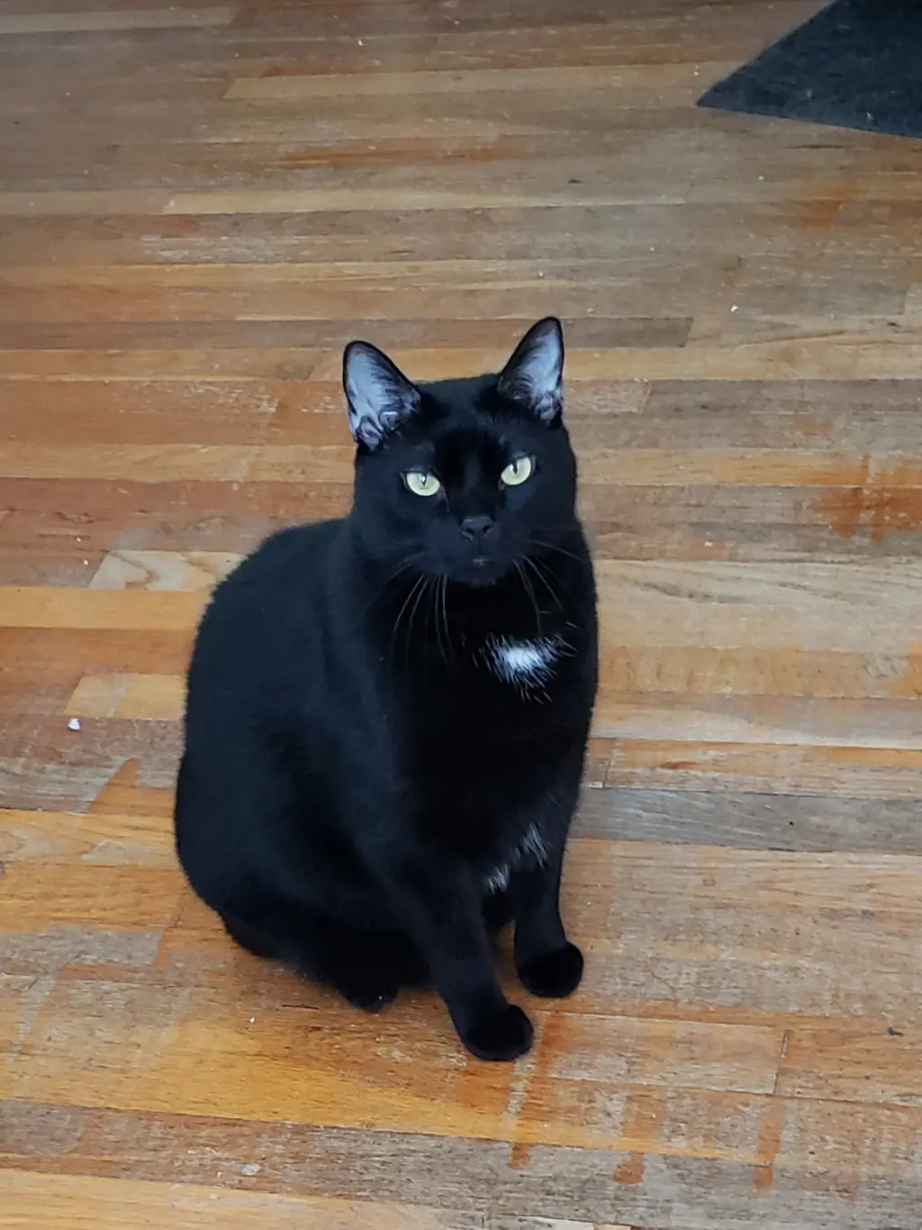 Stoli