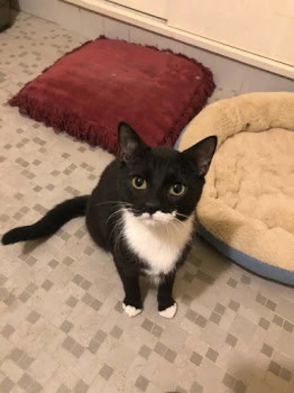 Oreo