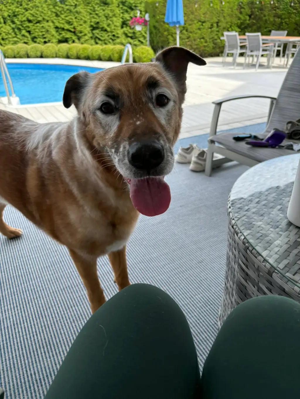 DRAKO