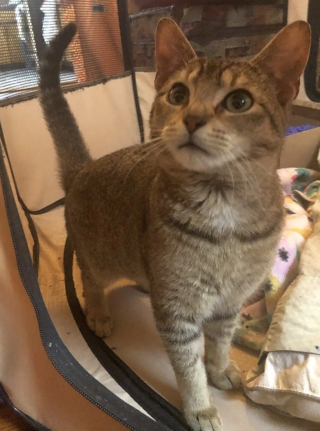 Milo
