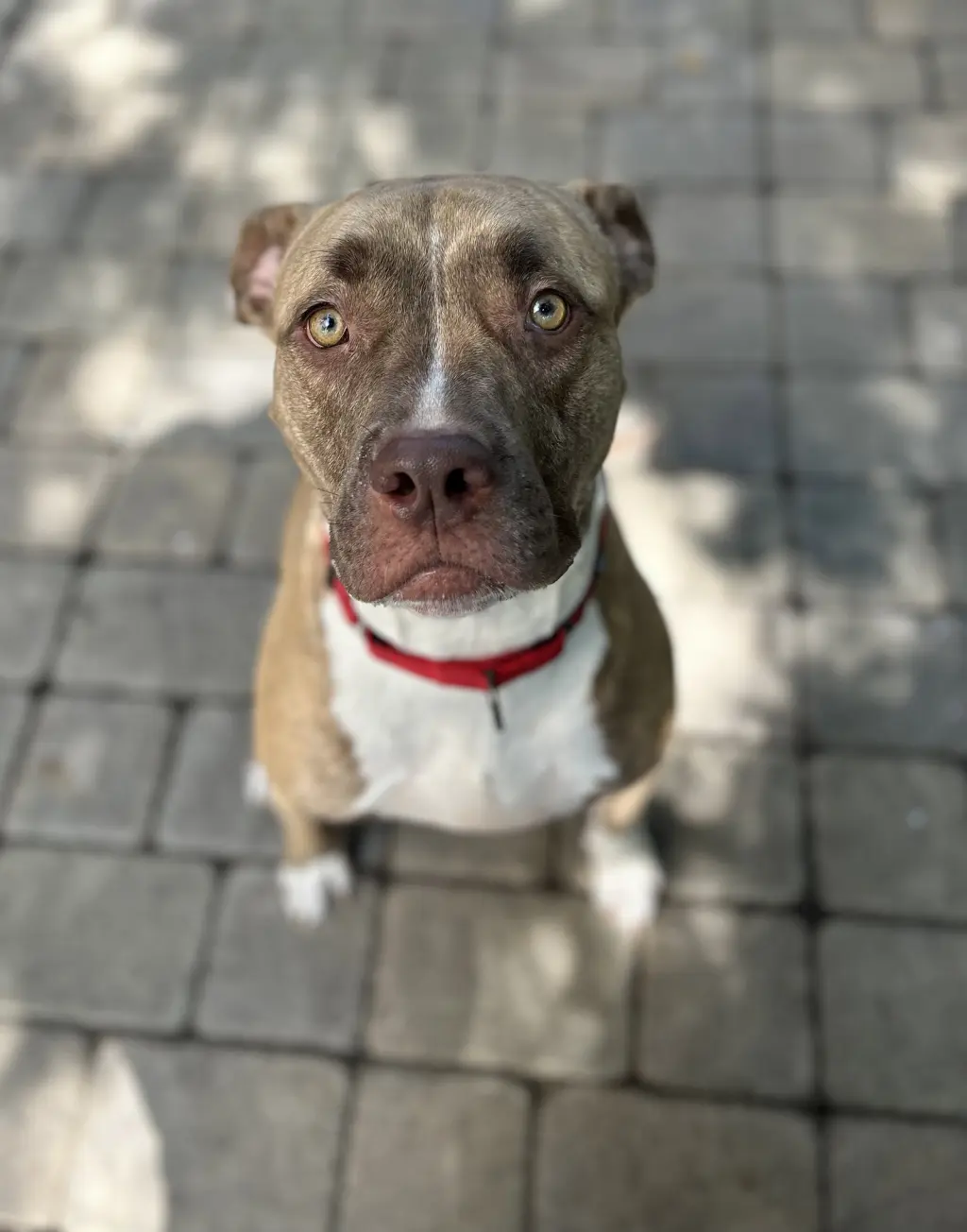 ADDIE
