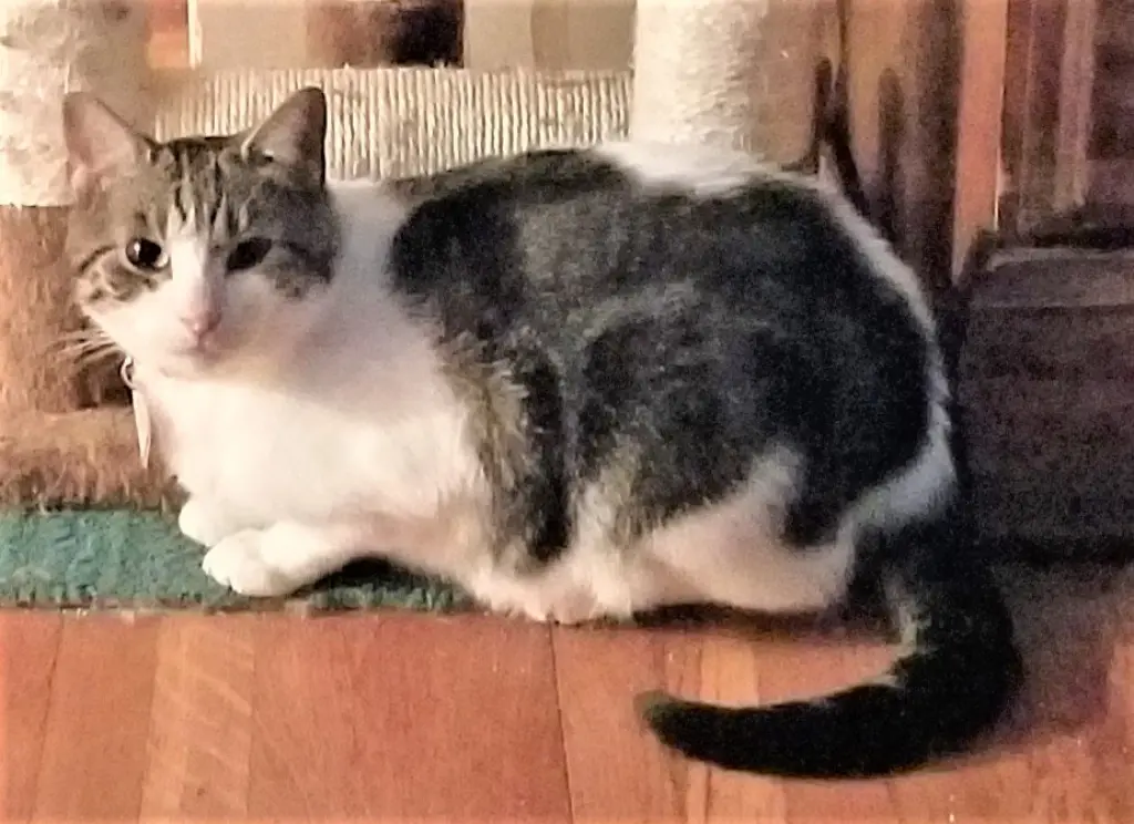 KITTEN LATTE- FOSTER OR FOREVER HOME NEEDED