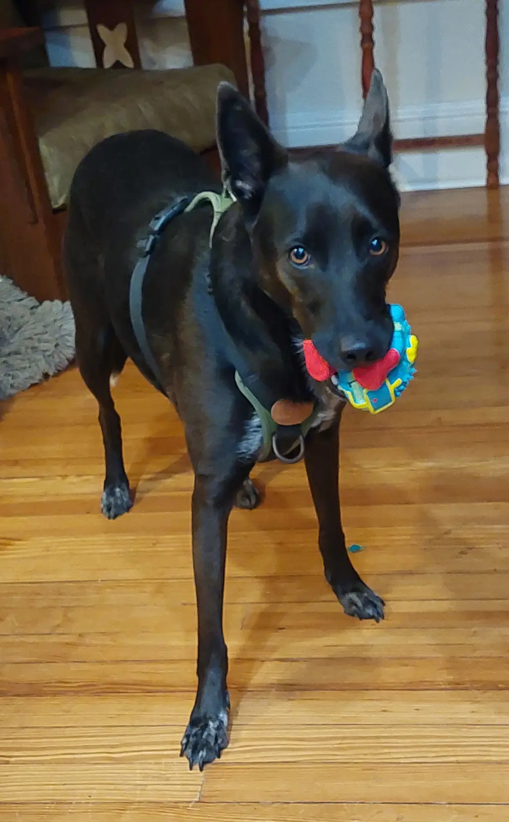 Indigo - Indeed a Good Boy!