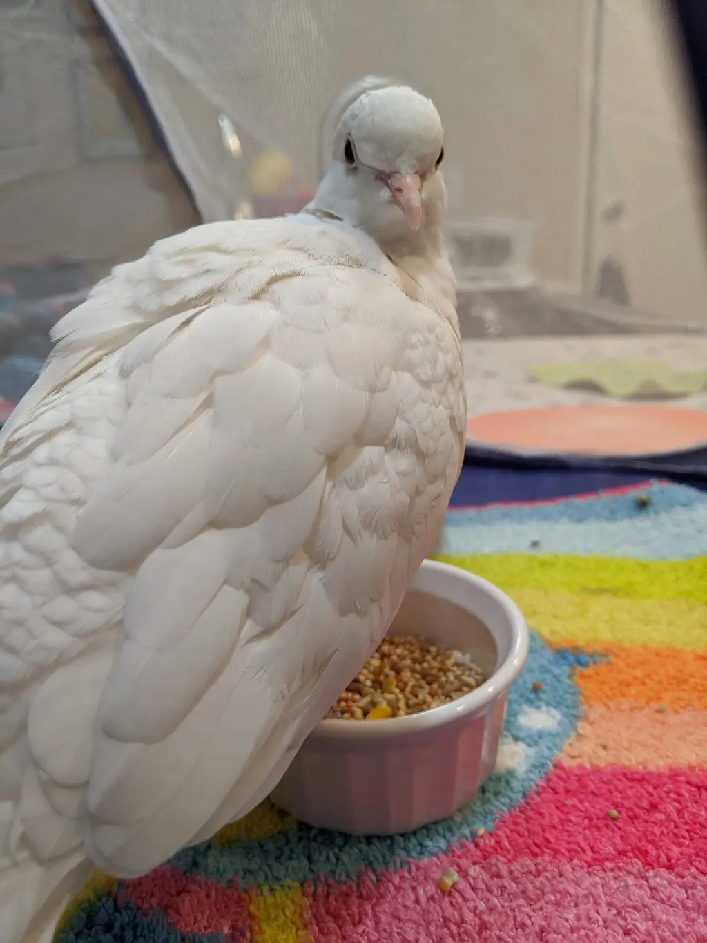 Garfunkel
