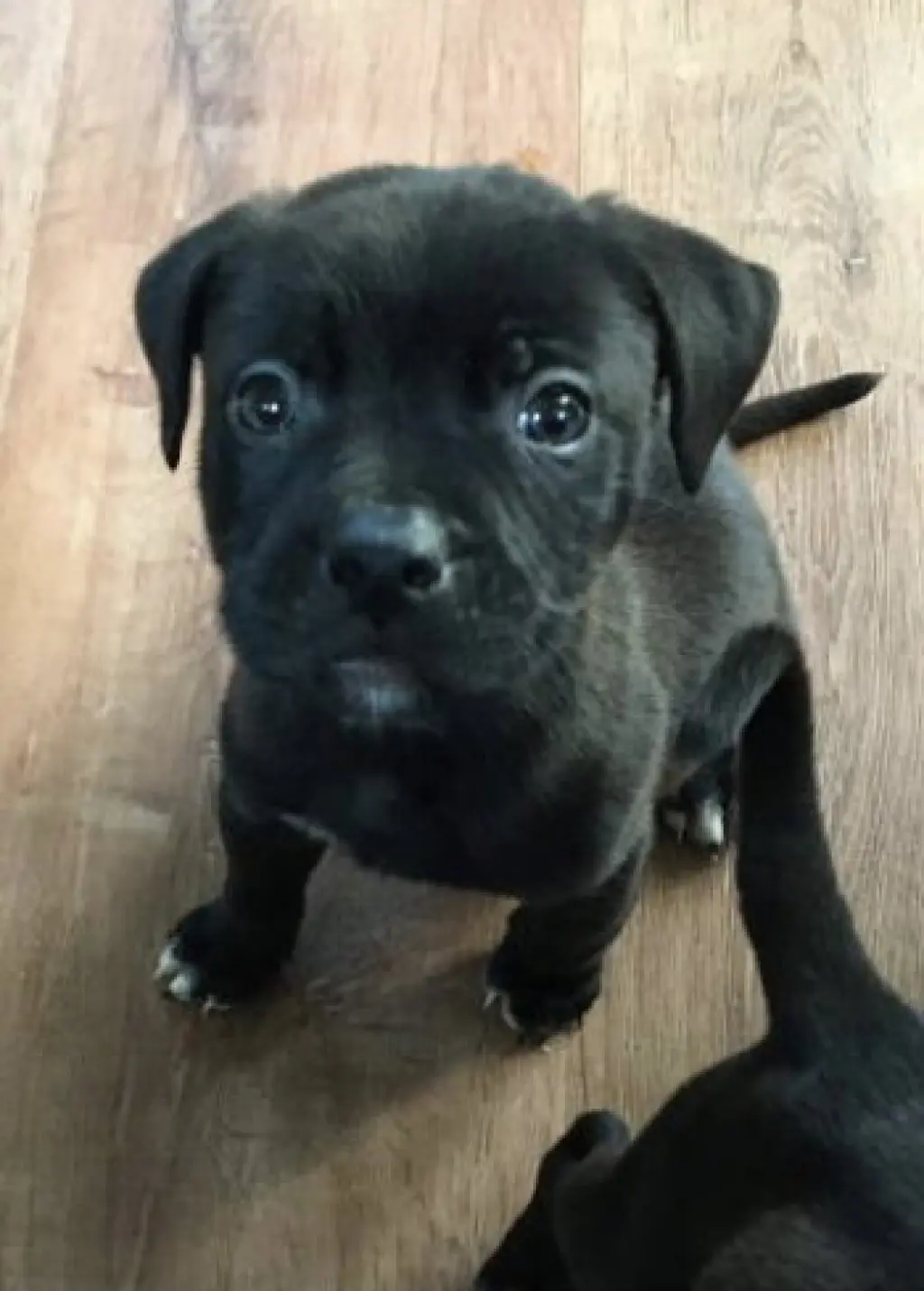 Astro
