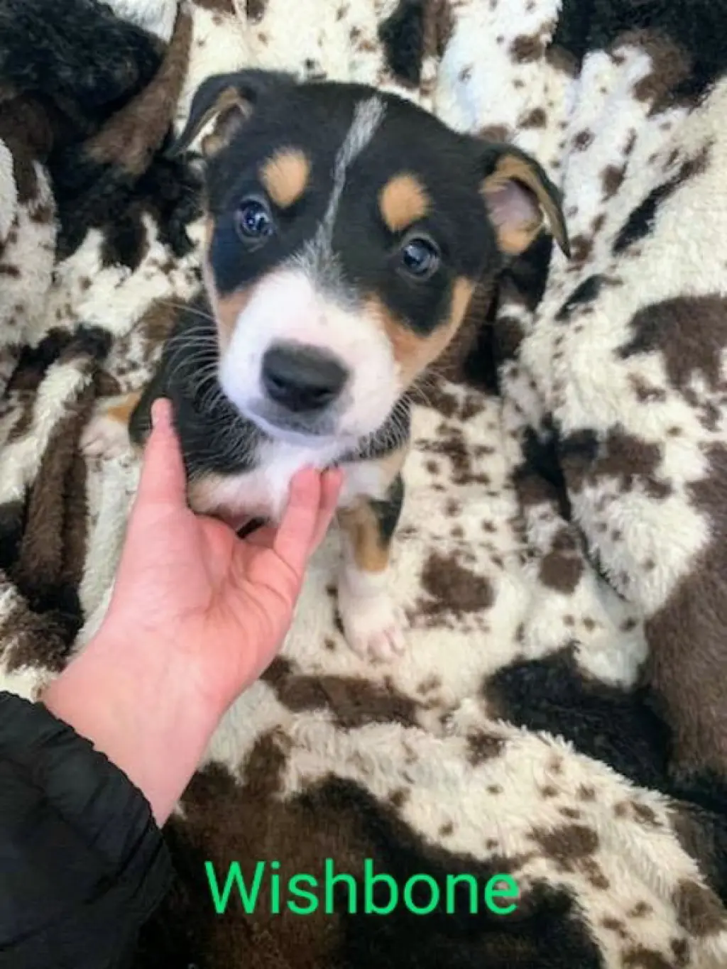 Wishbone (coming soon)