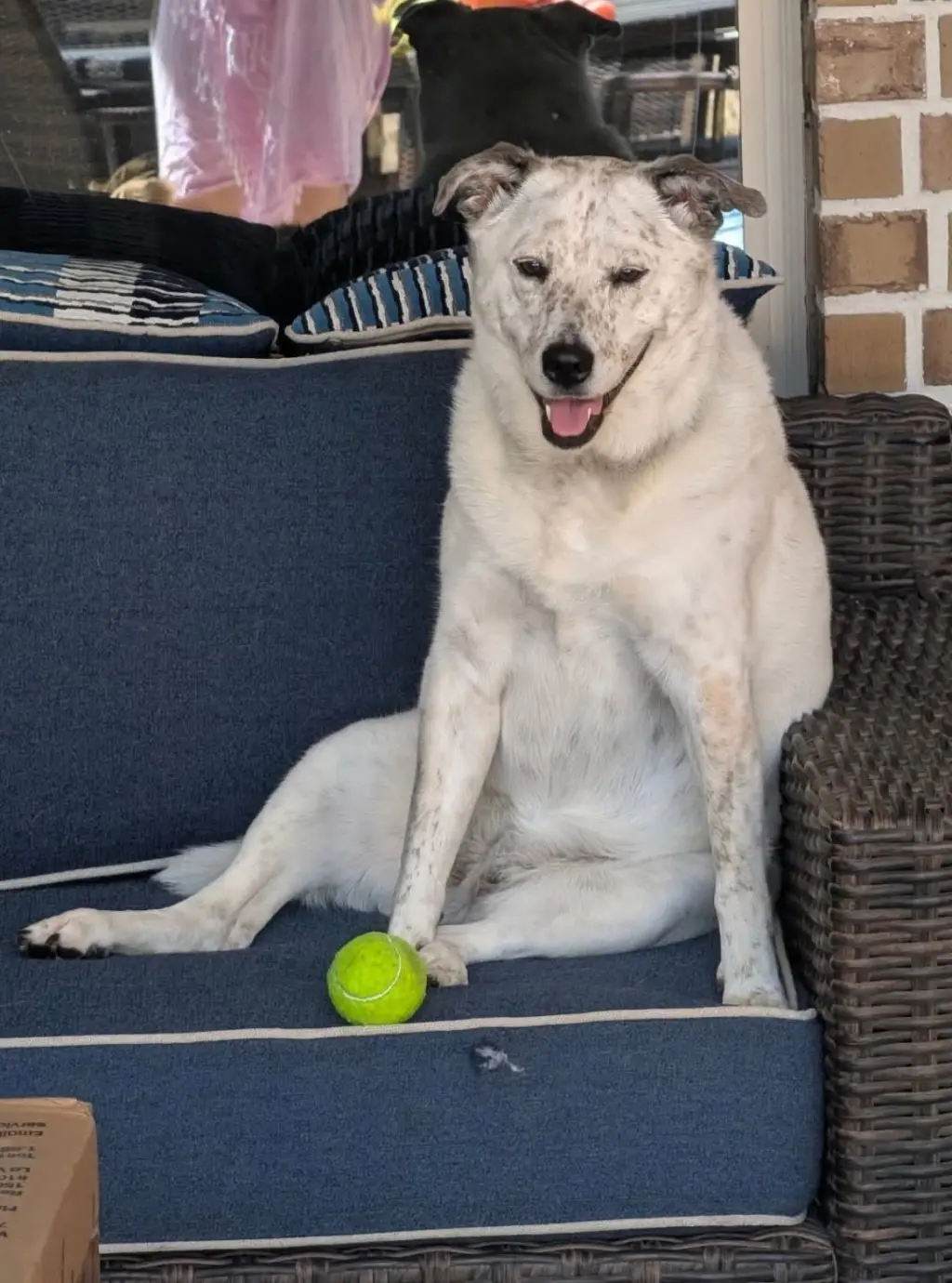 Bindi