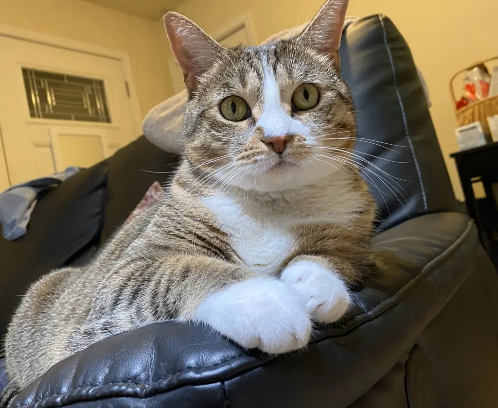 mimi