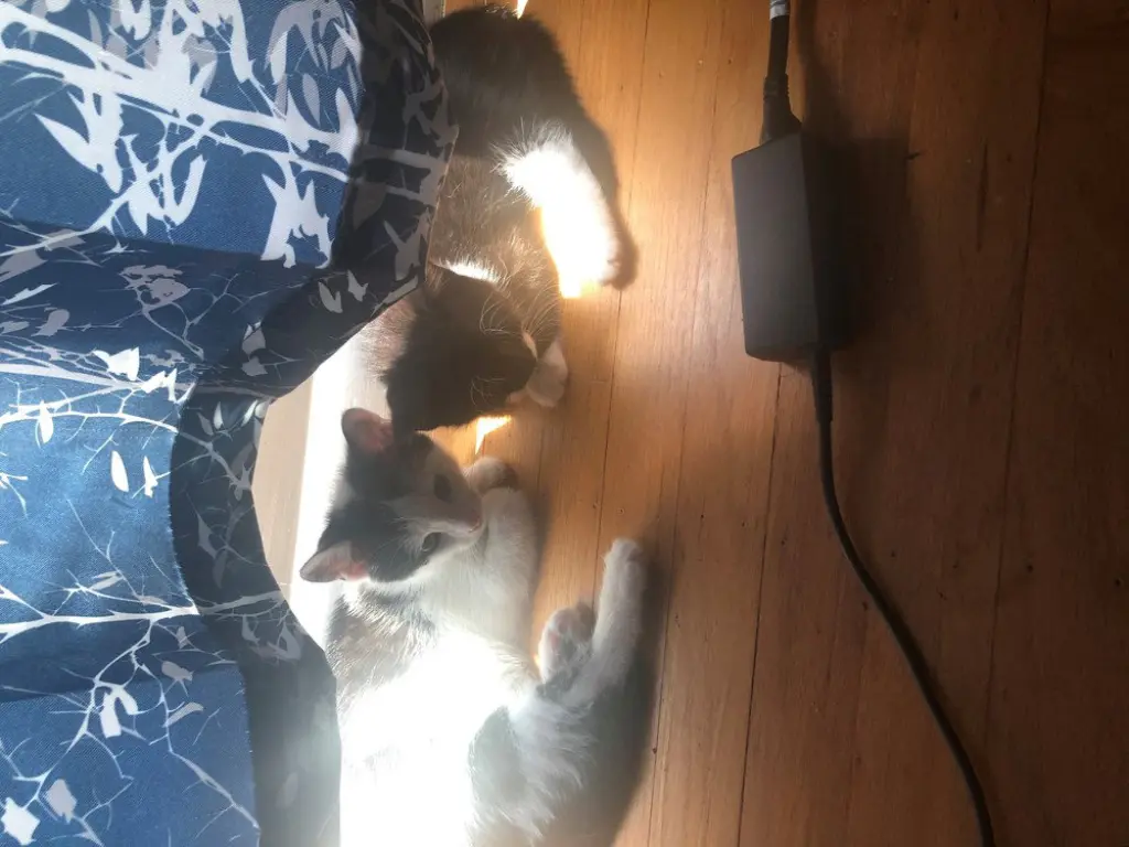 Archie