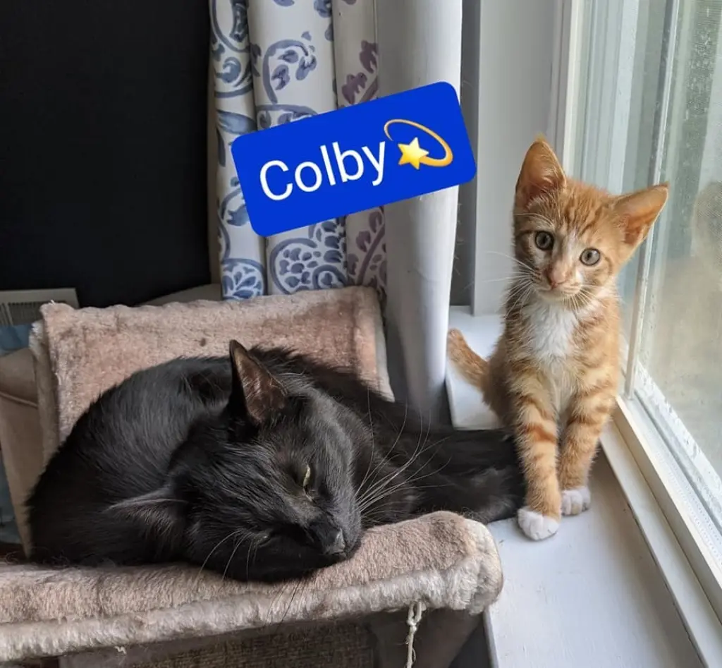 Colby
