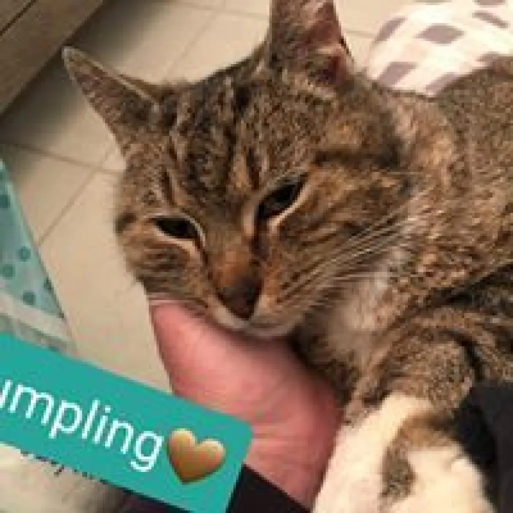 Dumpling