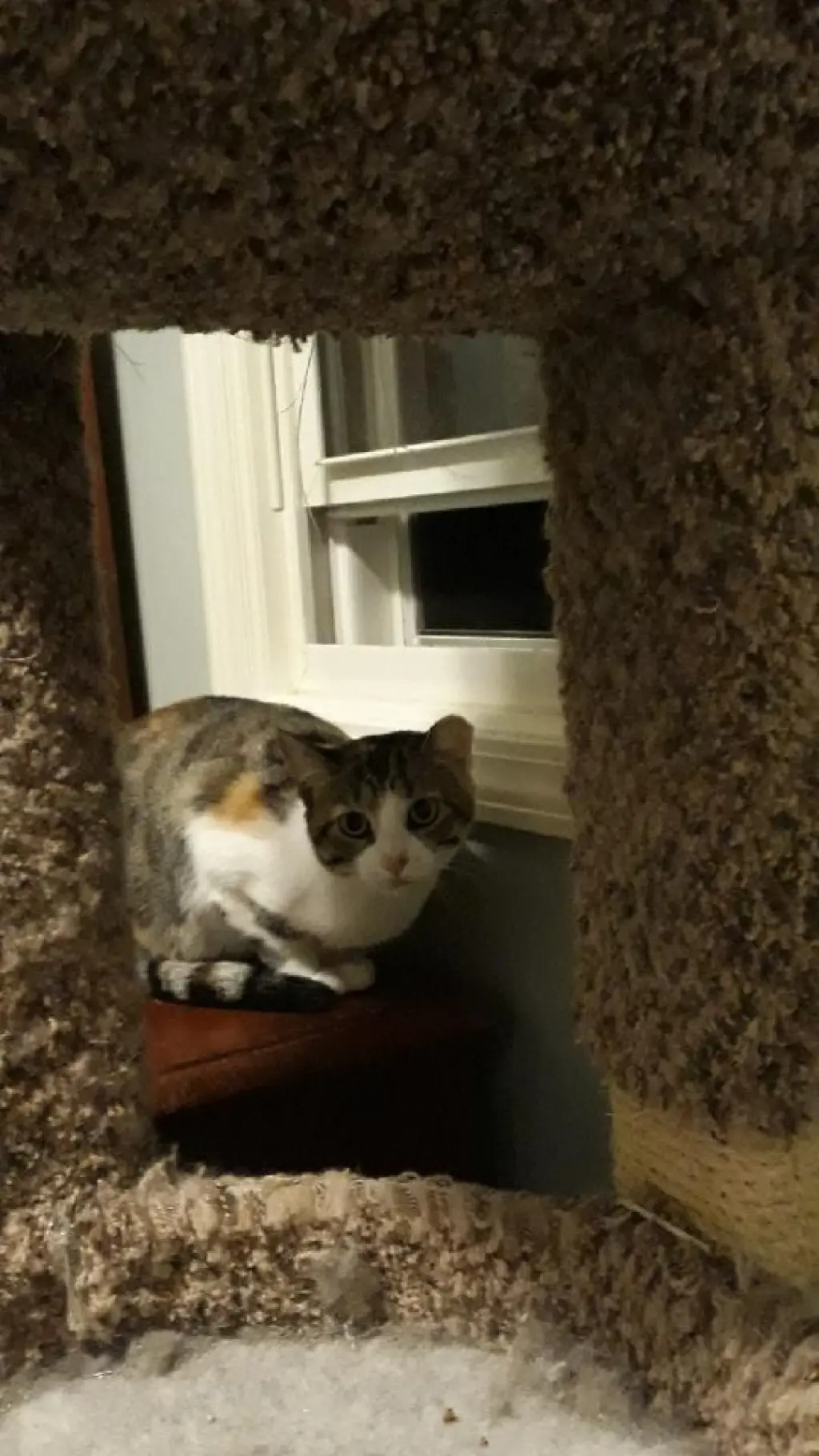 Rosie Bonded with Patchy