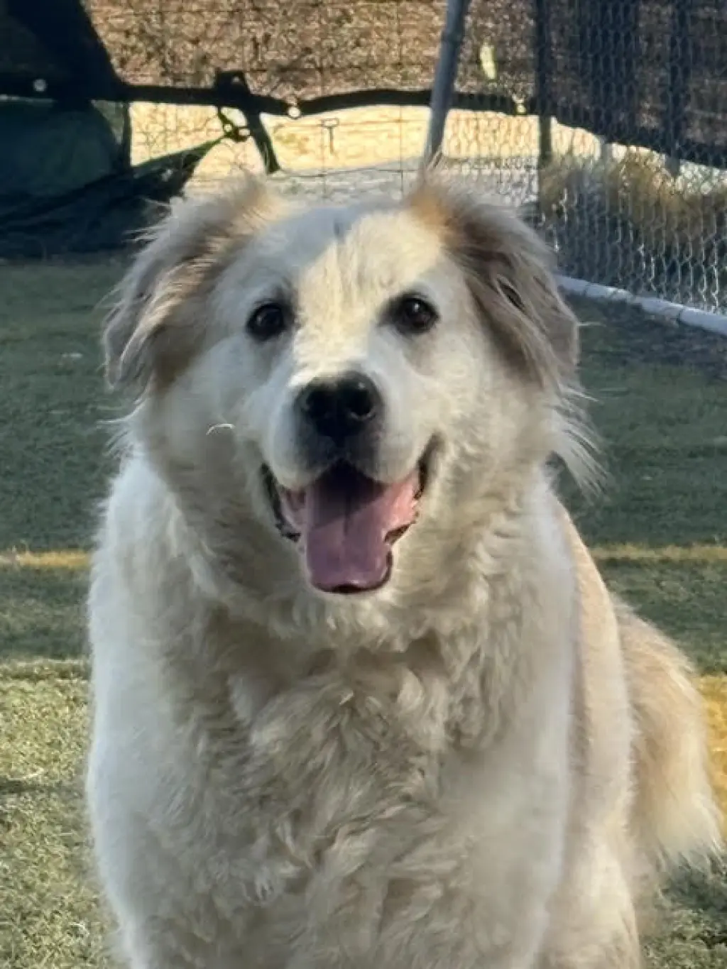 Auggie