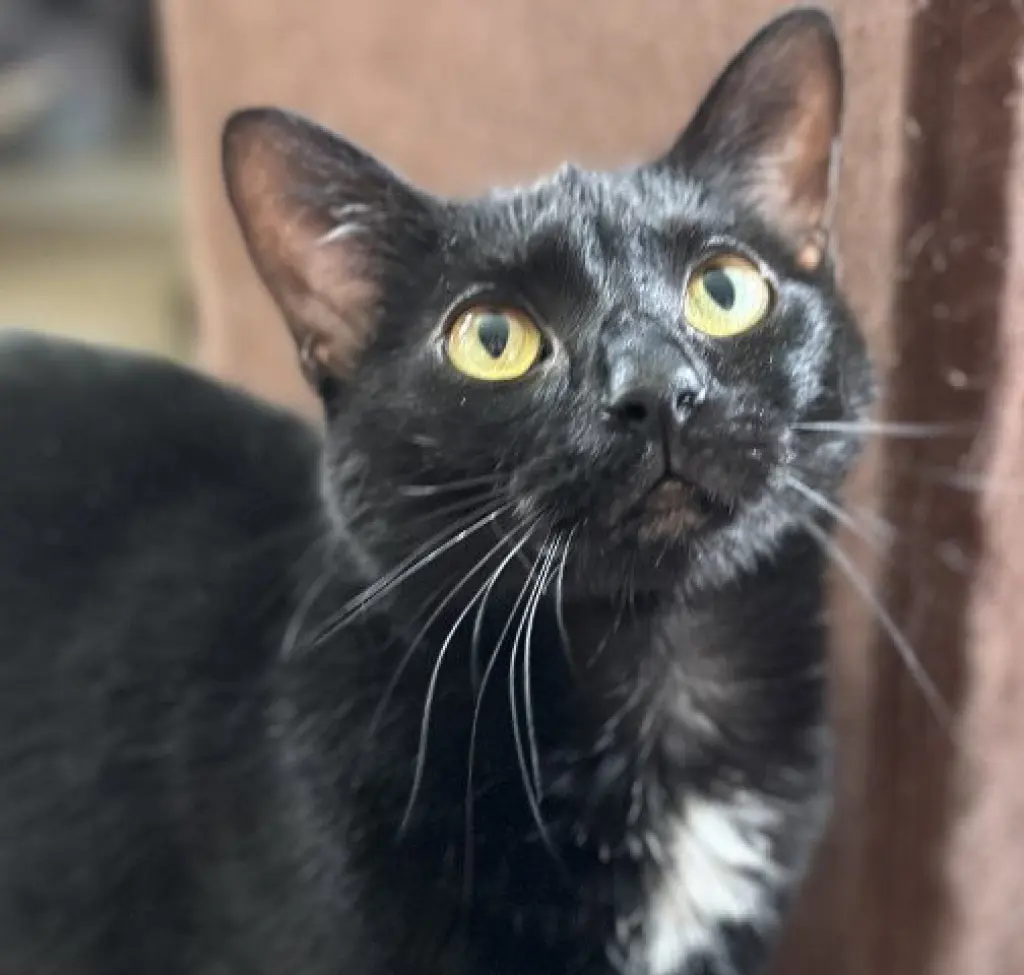 Ebony