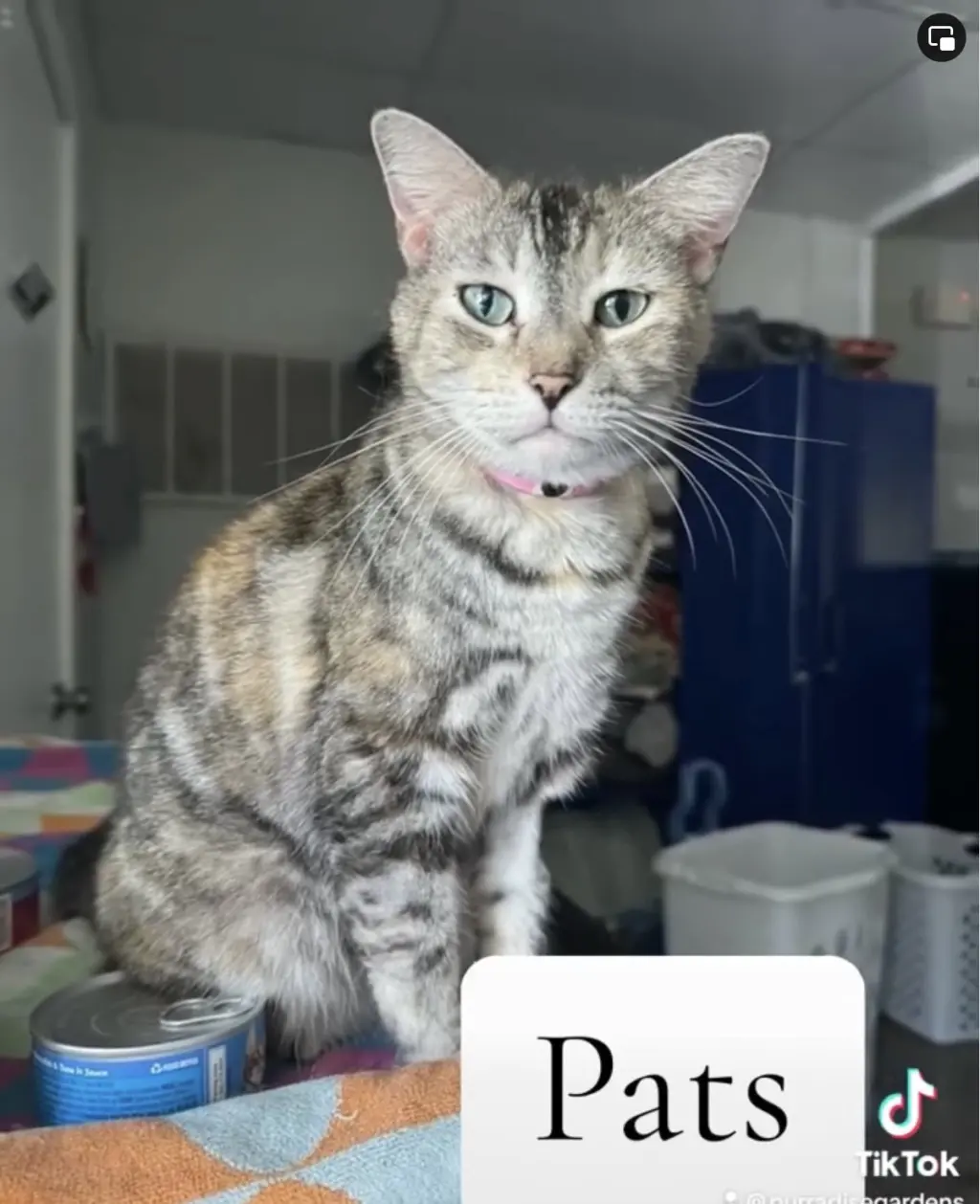 Pats