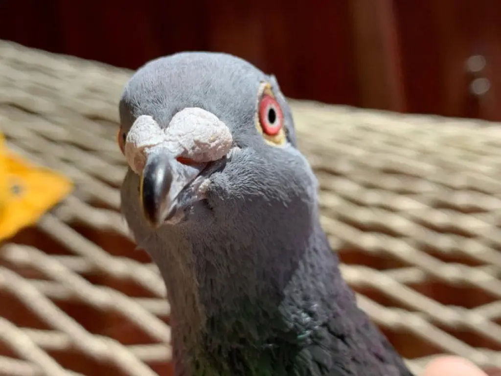 Pidgy w/Beanie