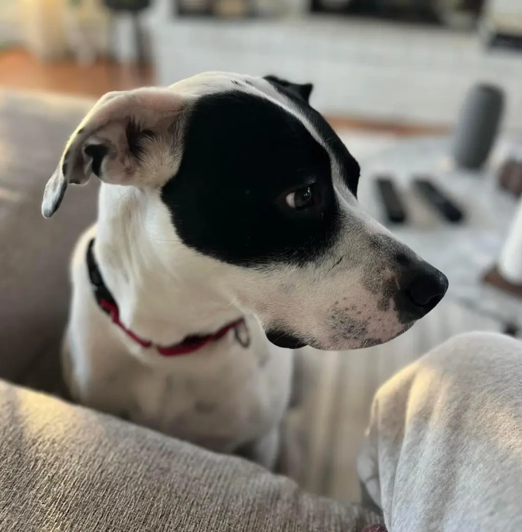 LOKI