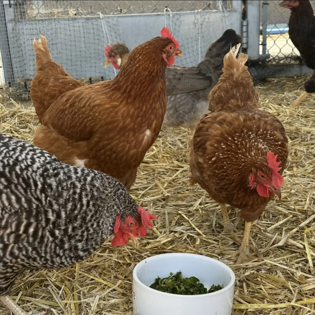Hens & Roosters!
