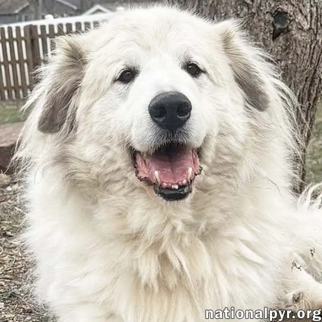 Jonas in PA - May Claim Your Lap For His Own!