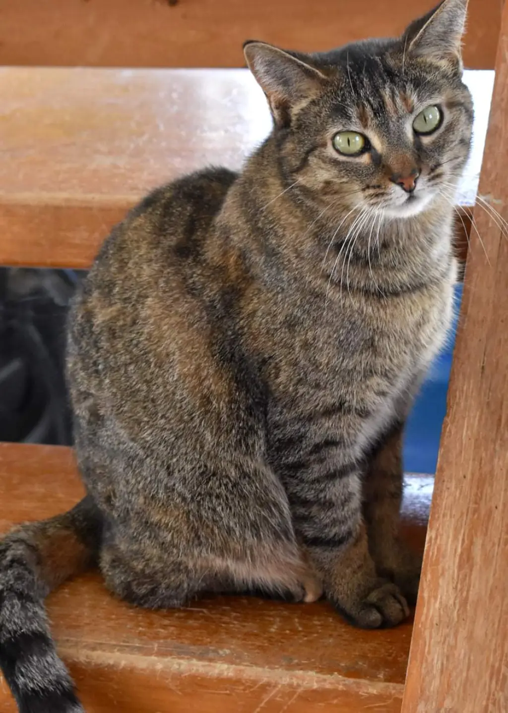 Kit kat