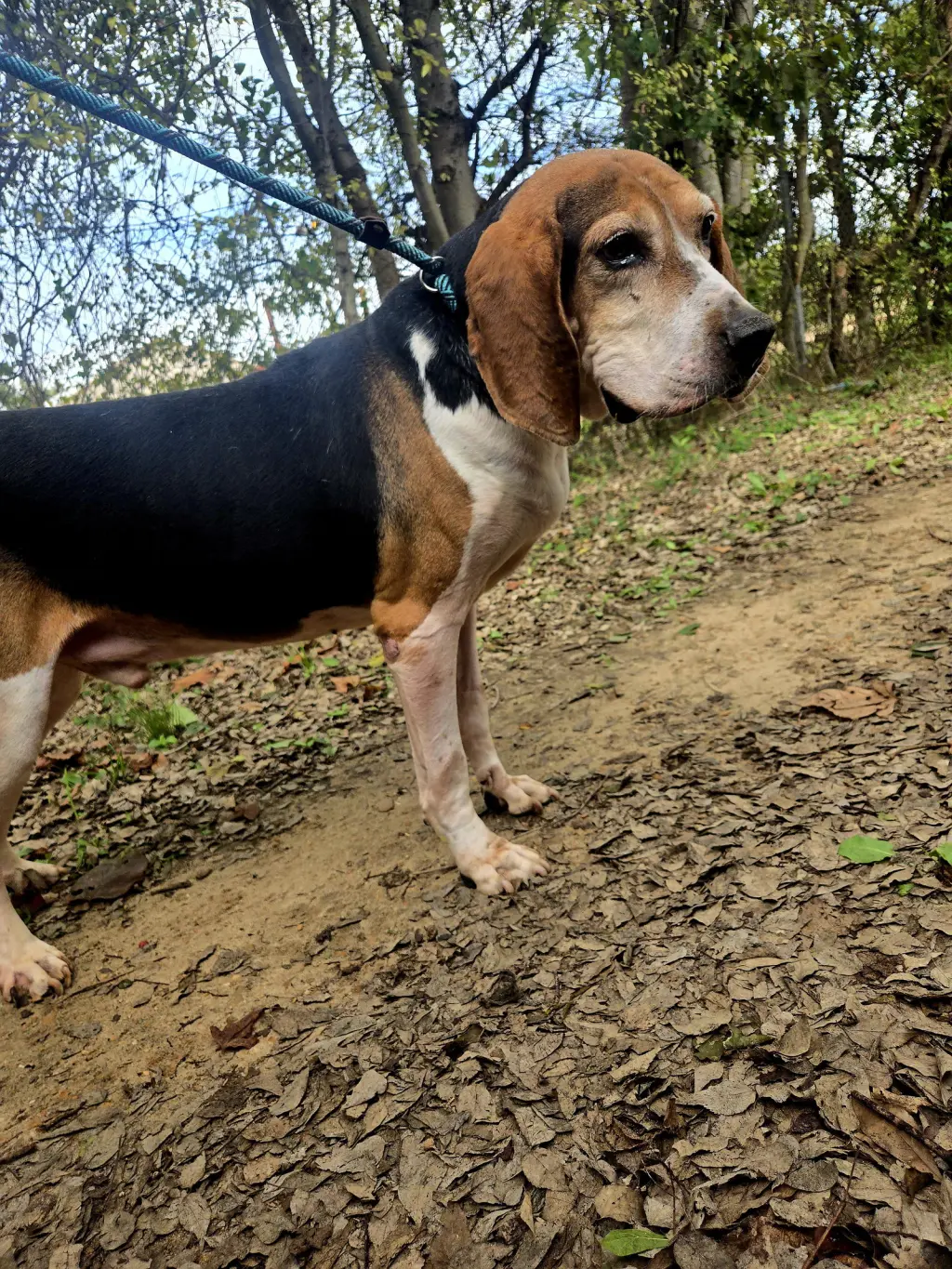 Rocko
