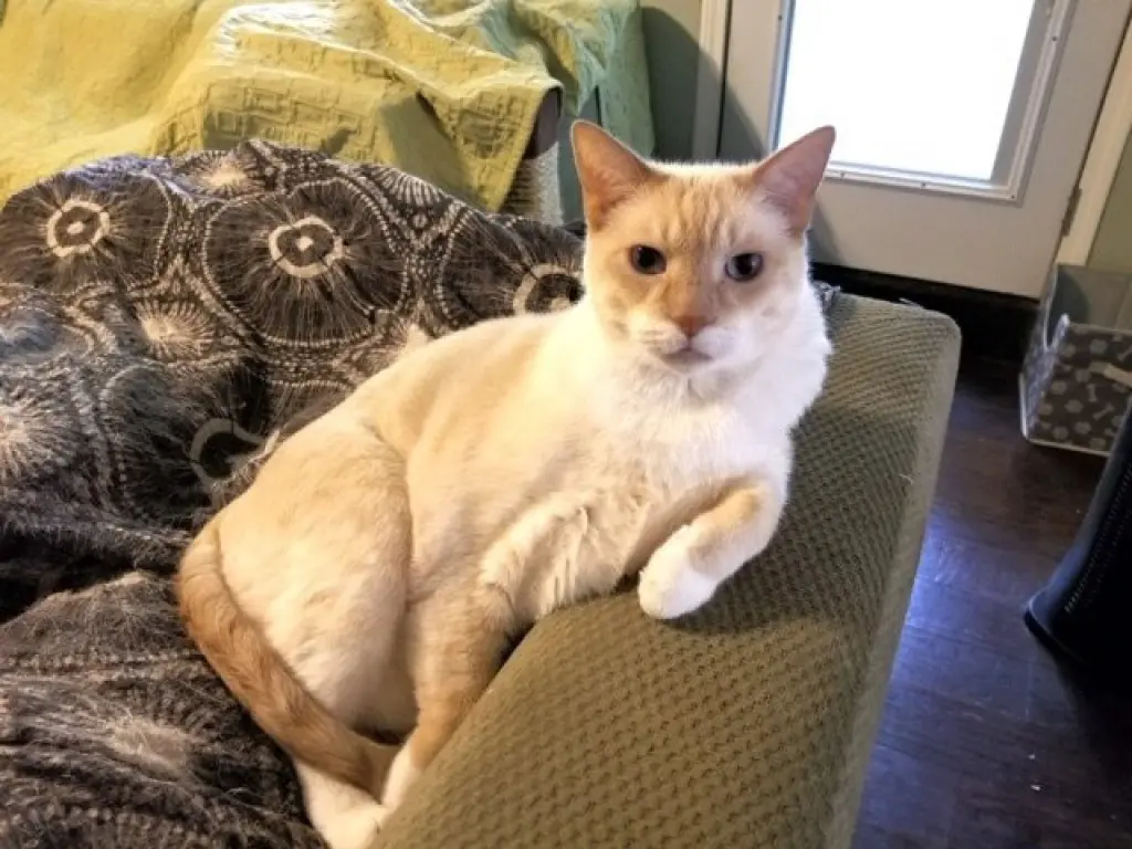 Neville (Neebo)