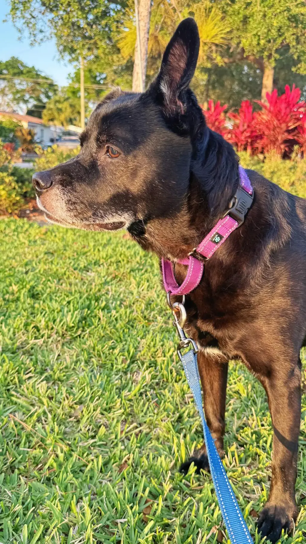 Sadie