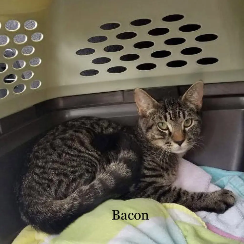Bacon