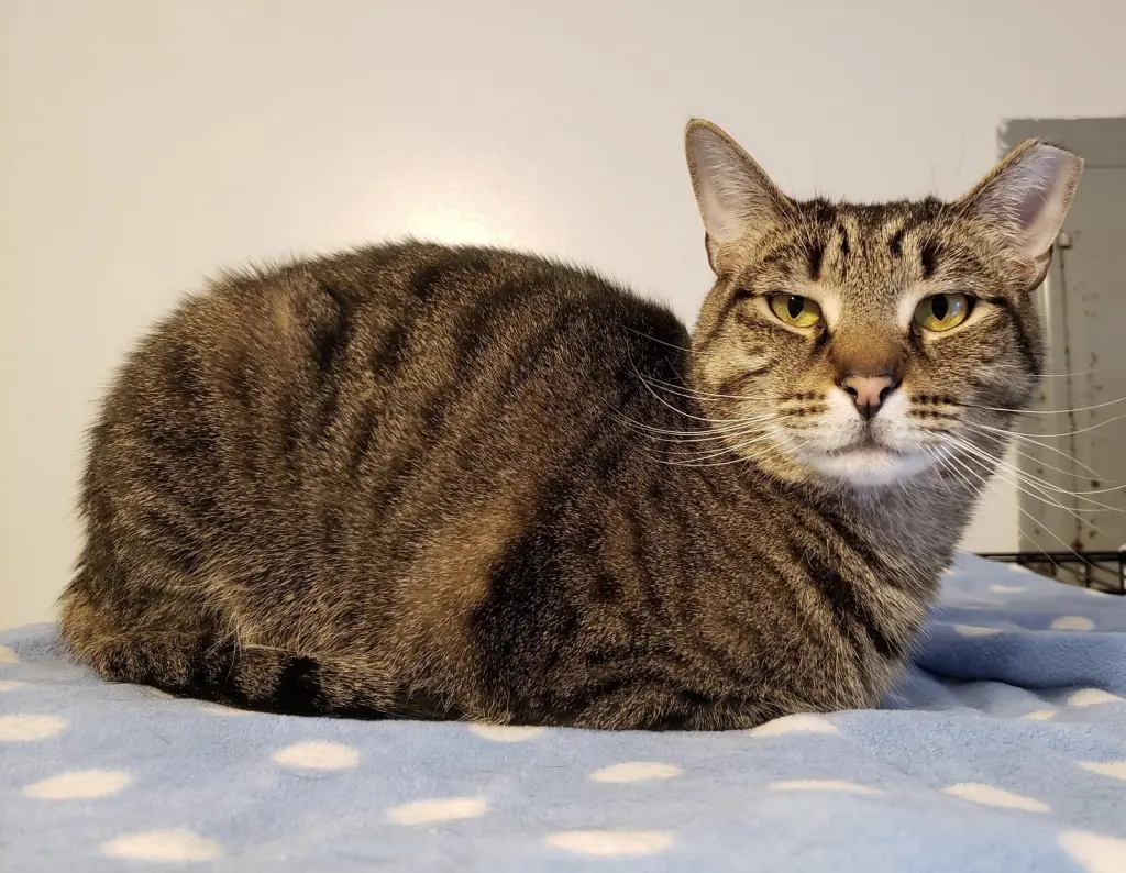 Skipper