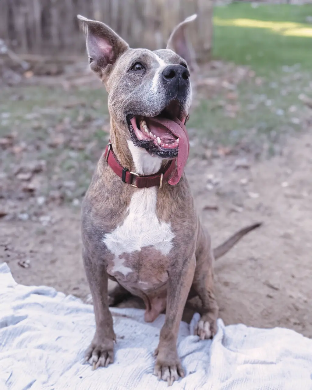 Taz