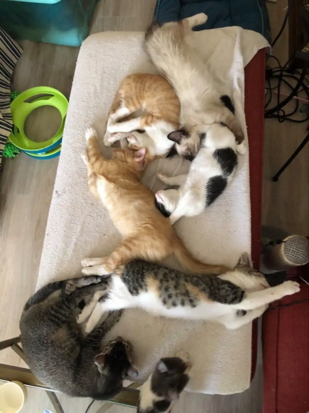 Kittens, Kittens, Kittens!!! - Napa