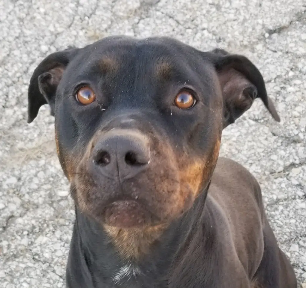 Bubba