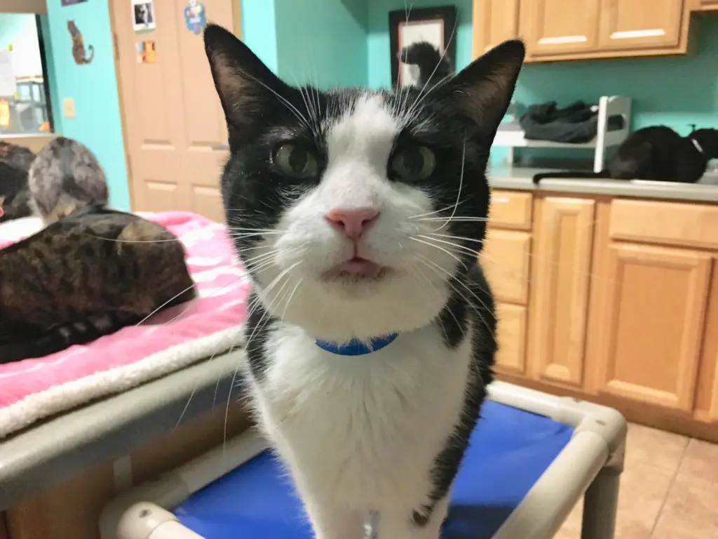 Sammy