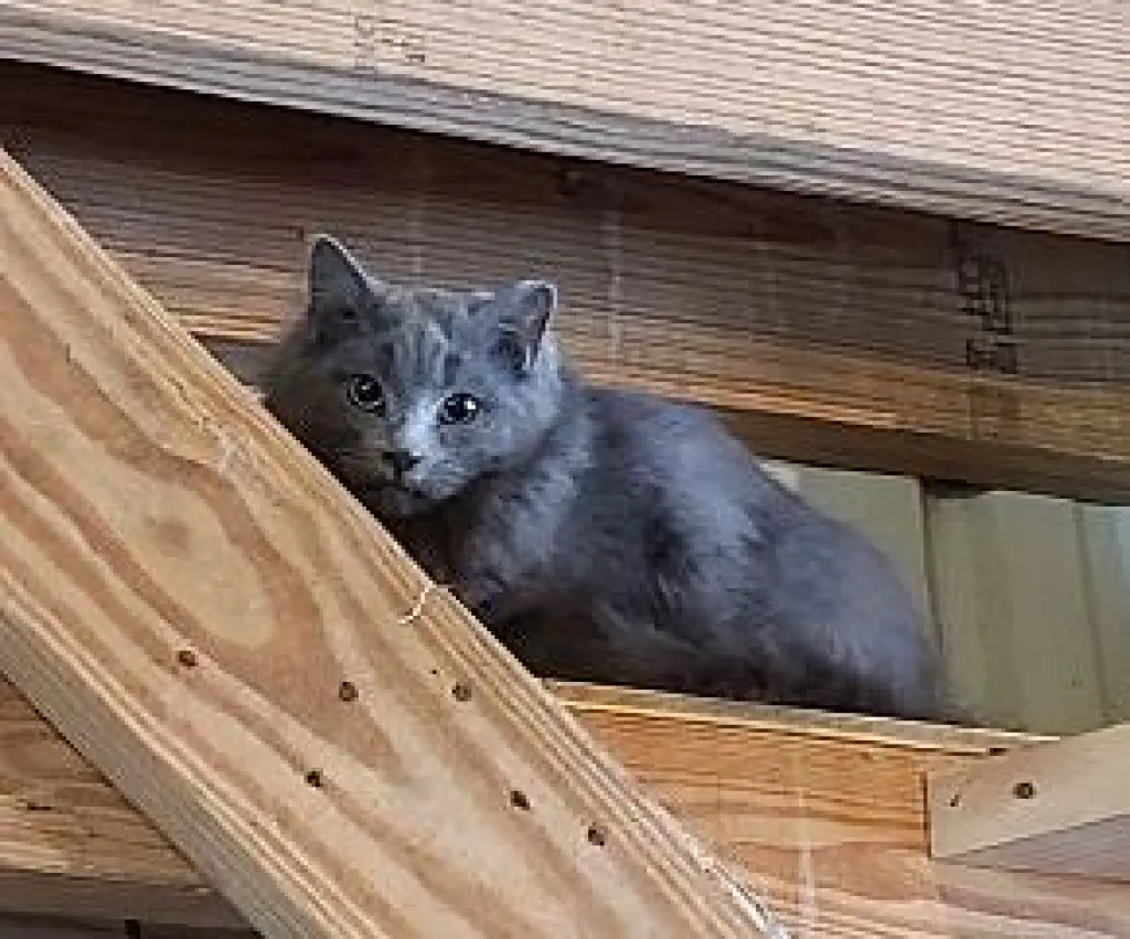 Barn kitties-no fee!