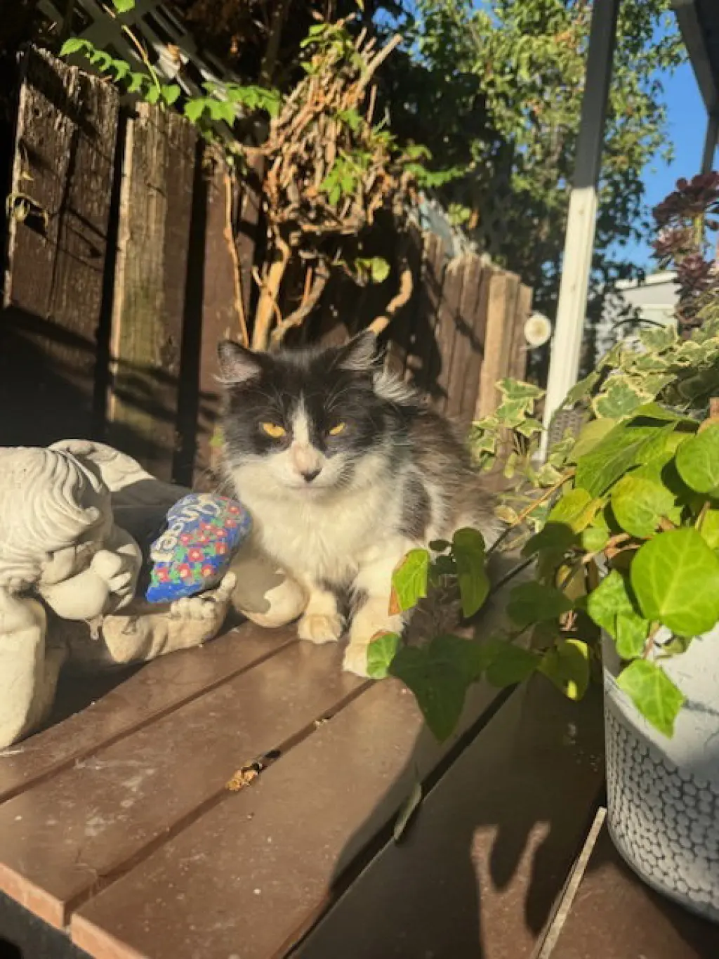Barn Cats (Courtesy Post)