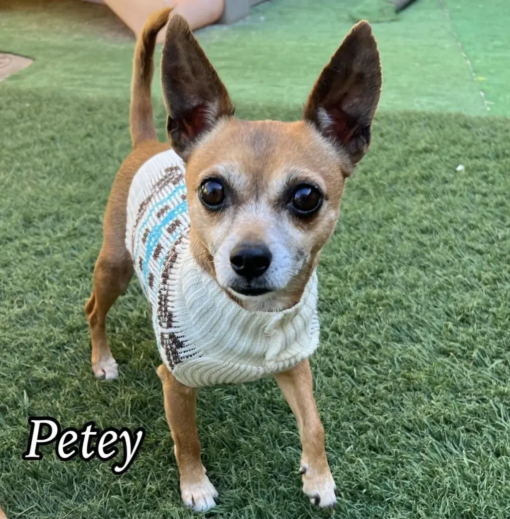 Petey