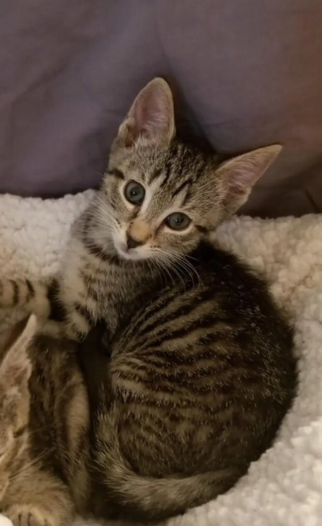 Kali