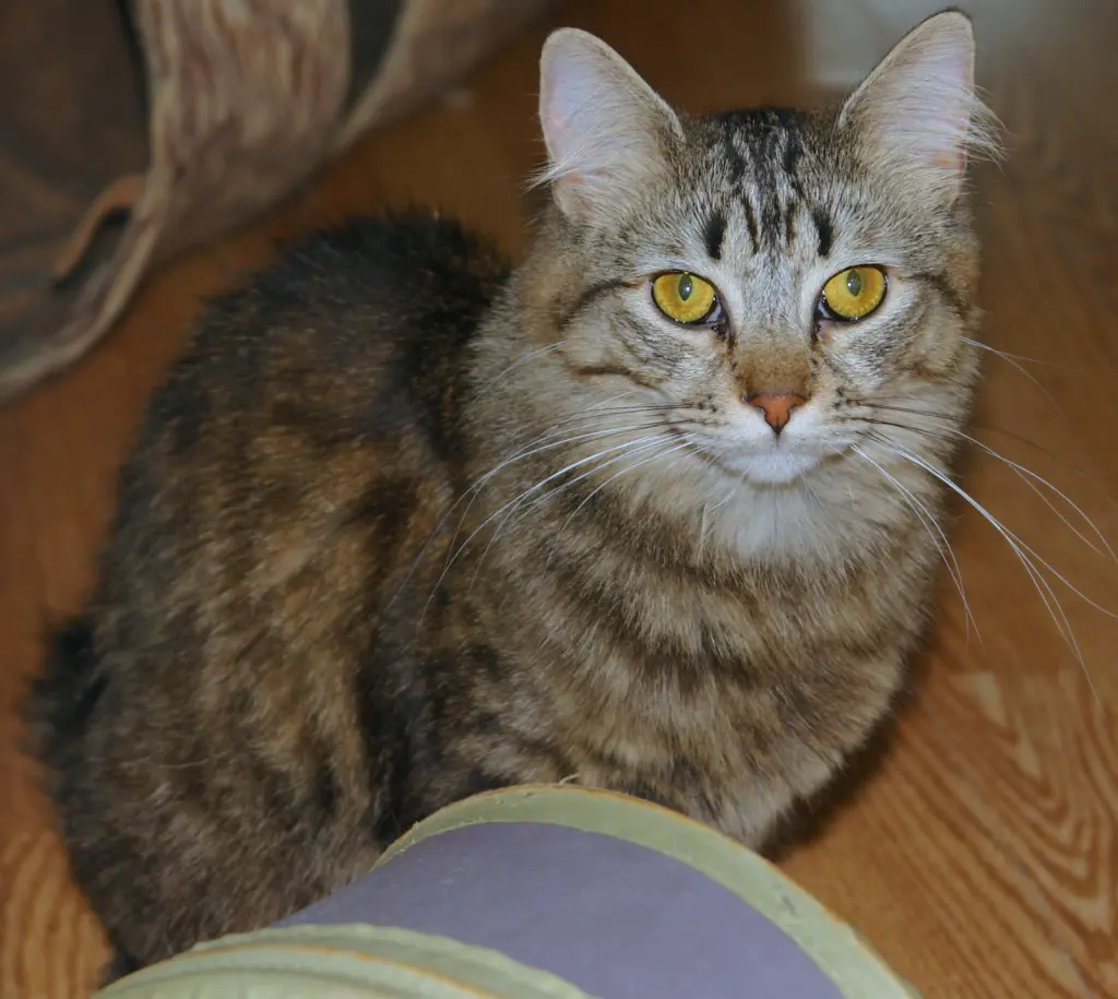 Athena